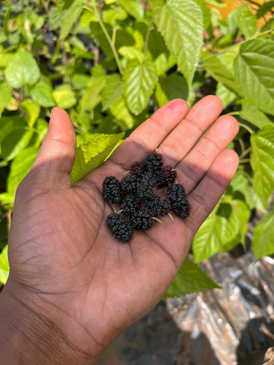 Lush green forest representing environmental impact